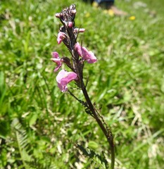Pedicularis rostratospicata