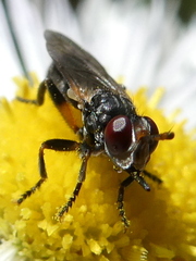Thecophora atra
