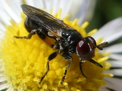 Thecophora atra