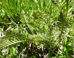Pedicularis rostratospicata