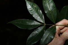 Melicope micrococca