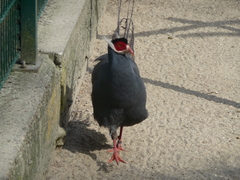 Crossoptilon auritum