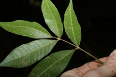 Melicope micrococca