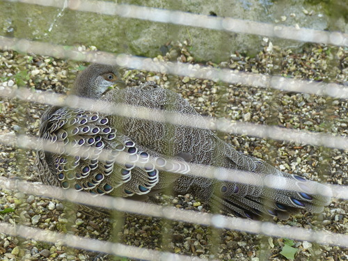 Polyplectron bicalcaratum