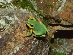 Hyla chinensis