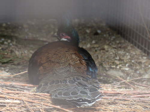 Polyplectron napoleonis