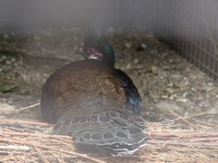 Polyplectron napoleonis