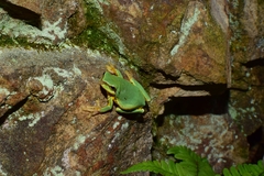 Hyla chinensis