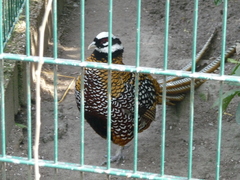 Syrmaticus reevesii