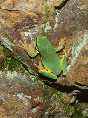 Hyla chinensis