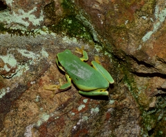 Hyla chinensis