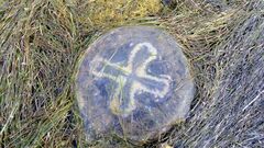 Pseudorhiza haeckeli