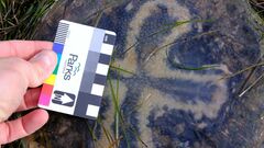 Pseudorhiza haeckeli