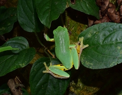 Hyla chinensis