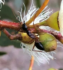 Camponotus consobrinus