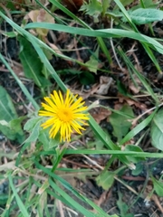 Pentanema salicinum