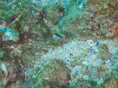 Chrysiptera flavipinnis