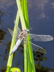 Orthetrum cancellatum