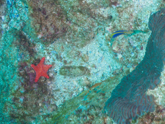 Chrysiptera flavipinnis