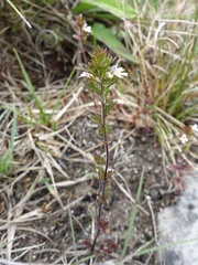 Euphrasia scottica