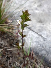 Euphrasia scottica