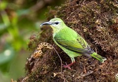 Red-Legged Honeycreeper photo 5