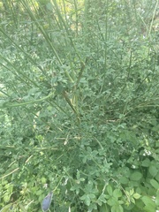 Cytisus scoparius