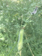 Cytisus scoparius