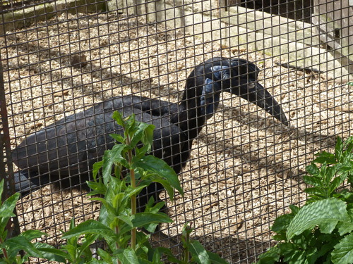 Bucorvus abyssinicus