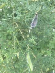 Cytisus scoparius