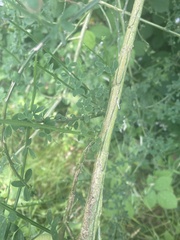 Cytisus scoparius