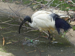 Threskiornis