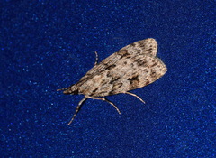 Scoparia basistrigalis