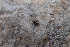 Pholidoptera griseoaptera