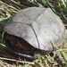 Okavango Mud Turtle - Photo (c) Joachim Louis, some rights reserved (CC BY-NC-ND), uploaded by Joachim Louis