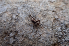 Pholidoptera griseoaptera