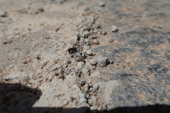 Pholidoptera griseoaptera