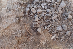 Pholidoptera griseoaptera