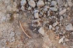 Pholidoptera griseoaptera