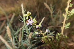 Duranta armata