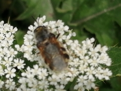 Stratiomys singularior