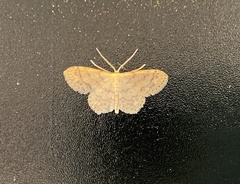 Idaea subsaturata