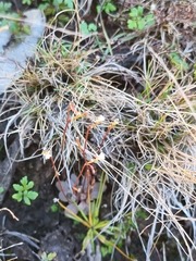 Stylidium tenerum