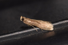 Eccopisa effractella