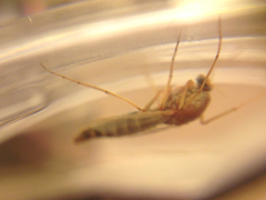 Chironomidae