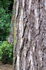 Sciurus carolinensis