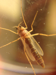 Chironomidae
