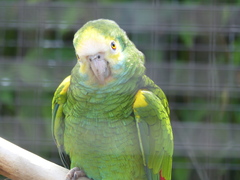 Amazona barbadensis
