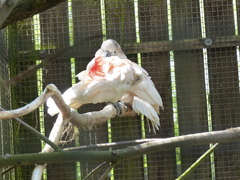 Cacatua moluccensis