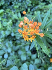Asclepias tuberosa